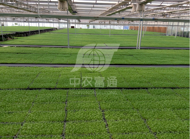 保德繁莊塔高新農(nóng)業(yè)示范園建設(shè)-中農(nóng)富通